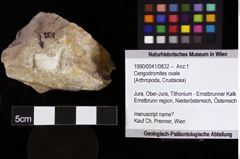 Foto (Objket + Etiketten) von Cengodromites ovale 